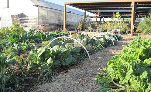 A garden with two rows of leafy vegetables.