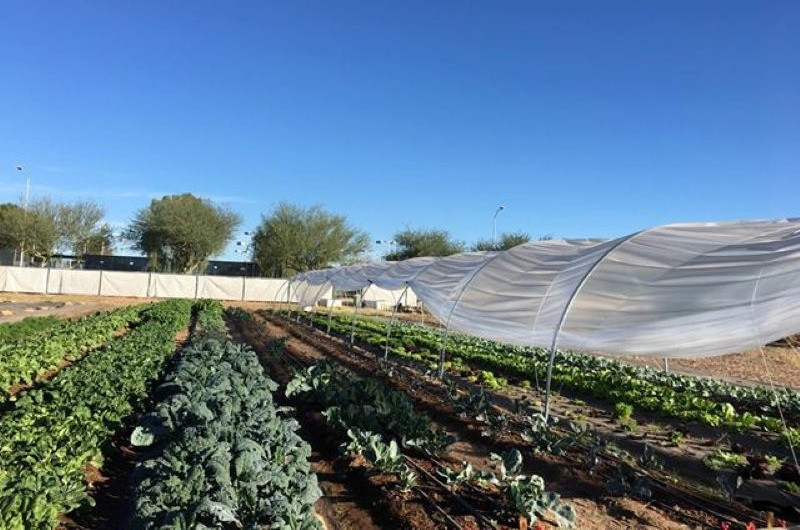 green lettuce growing in a field