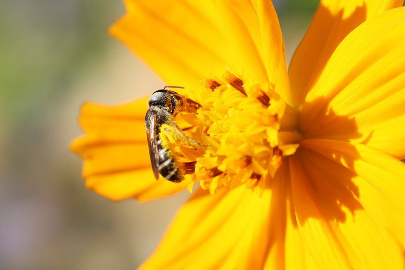 Bee on a flower.