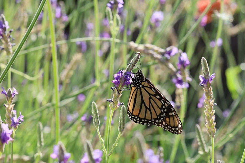 Butterfly resting on a plant.