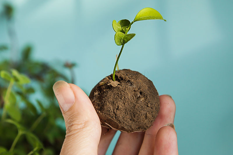Fingers holding a seed ball and sprout.