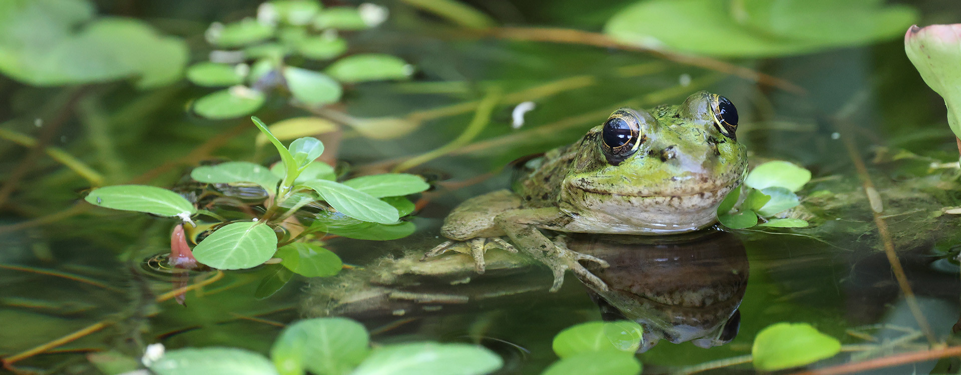 Lowland Leopard Frog in a pond.