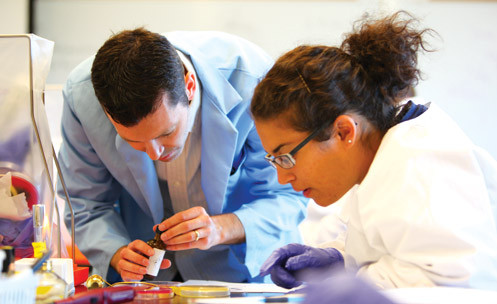 Close up of two people in lab coats looking at Petri dishes.