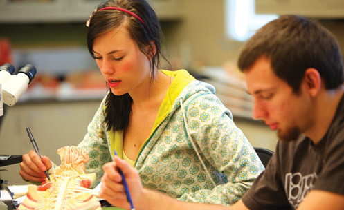 Two students look a plastic model of a body part.