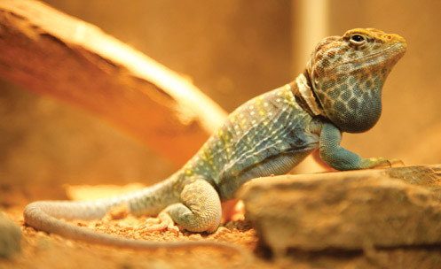 Closeup of a reptile standing on a small rock.