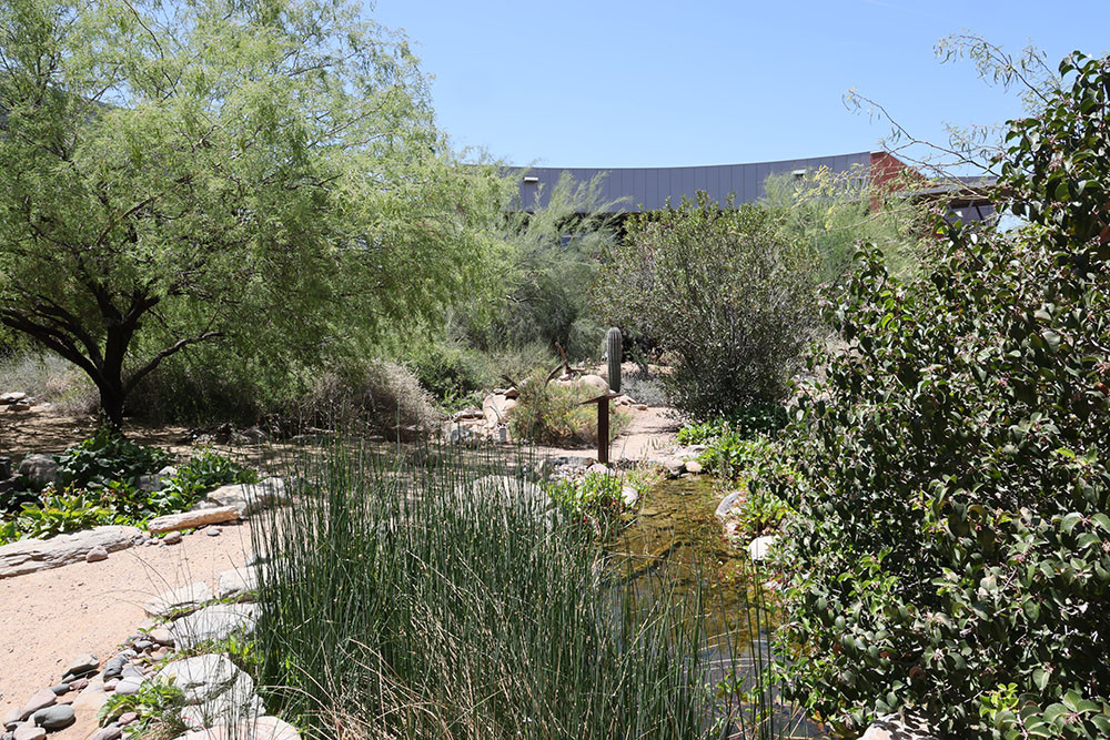 Desert trees and bushes near a small pond and dirt path.