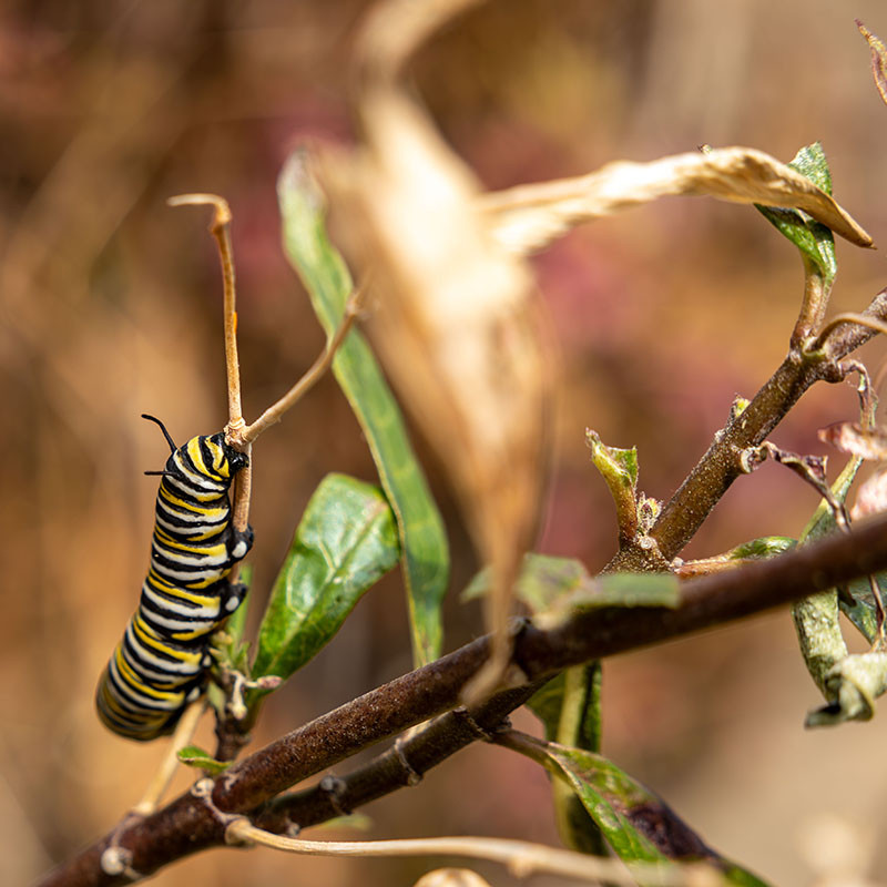 A close up of a caterpillar on a branch.