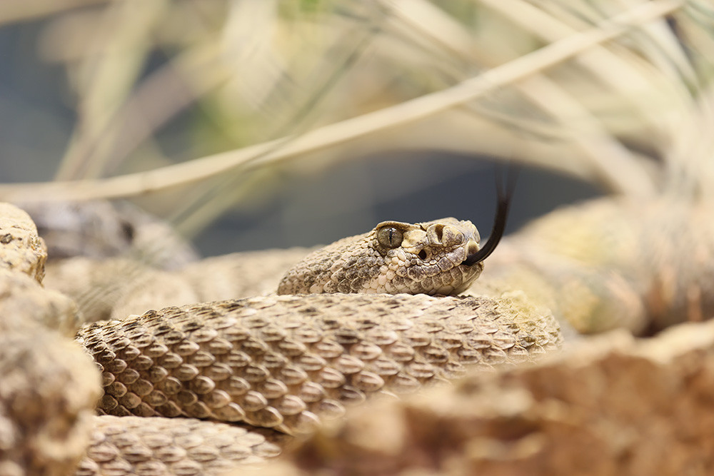 Black-tailed Rattlesnake.