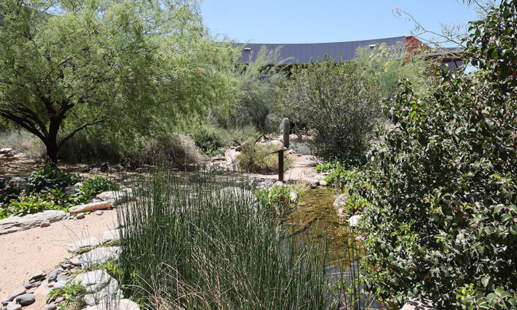Desert trees and bushes near a small pond and dirt path.