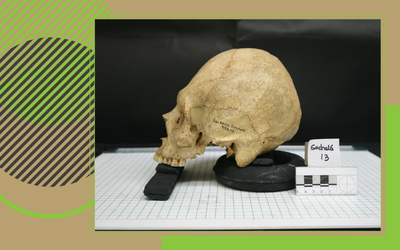 ASM104 - Bones, Stones, and Human Evolution